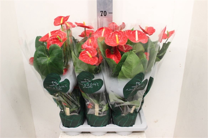 <h4>Anthurium Andreanum Grp Madural</h4>