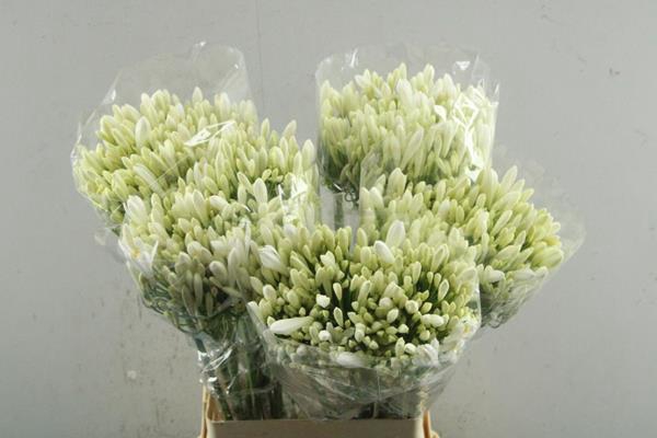 <h4>Agap Bianca Perla(wit) L 70!!</h4>