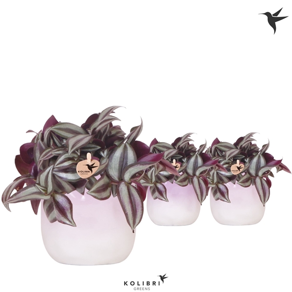 <h4>Kolibri Greens Tradescantia Zebrina in Gradience pot pink mix</h4>