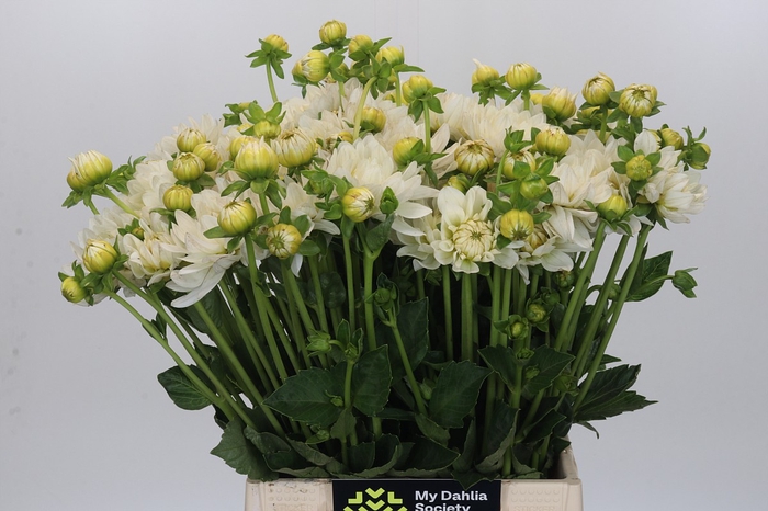 Dahlia White Swan