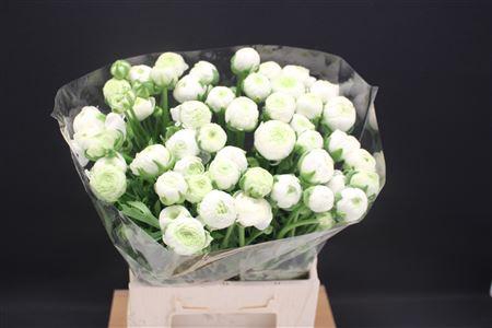 <h4>Ran Aazur White</h4>