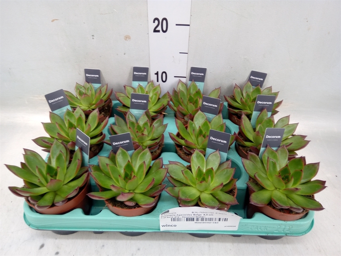 <h4>Echeveria agavoides</h4>