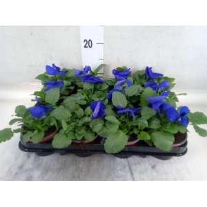 Viola wr. 'Delta Blue wBlotch'