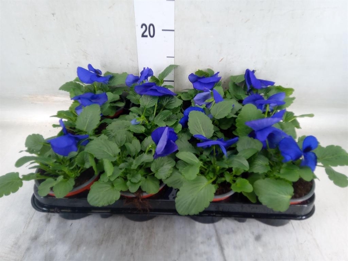 <h4>Viola wr. 'Delta Blue wBlotch'</h4>