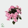 IMP DECO PINK