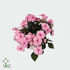 IMP DECO PINK