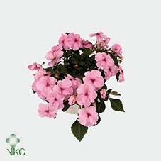 IMP DECO PINK