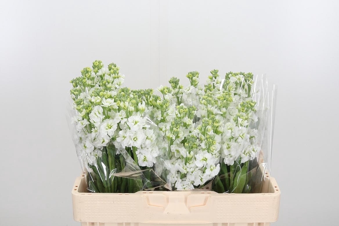 <h4>Matth Stx White</h4>