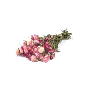 .Helichrysum nat.pink