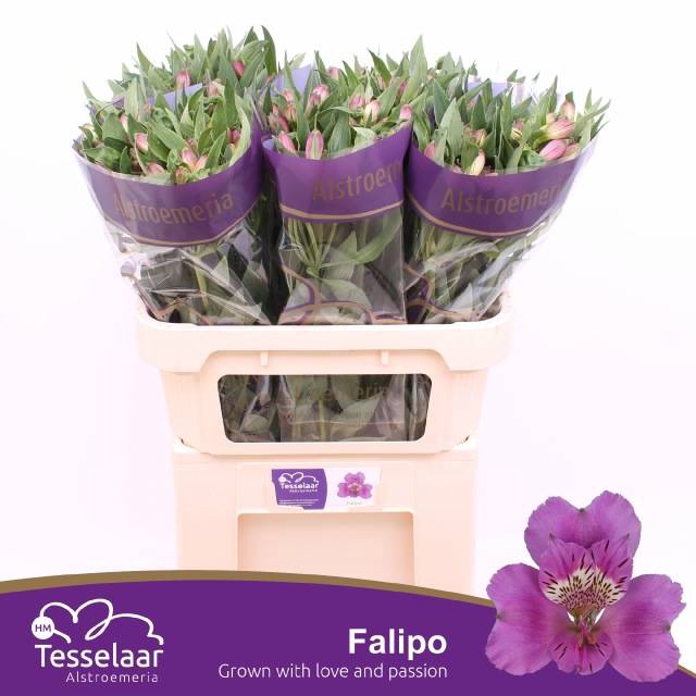 <h4>ALSTR FALIPO</h4>