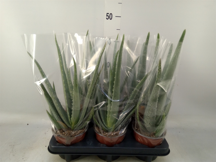 <h4>Aloe vera</h4>