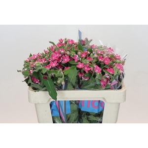 Oxypetalum Bridal Diana