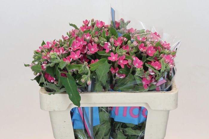 Oxypetalum Bridal Diana