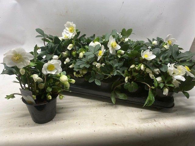 <h4>HELL NI HAPPY DAY</h4>