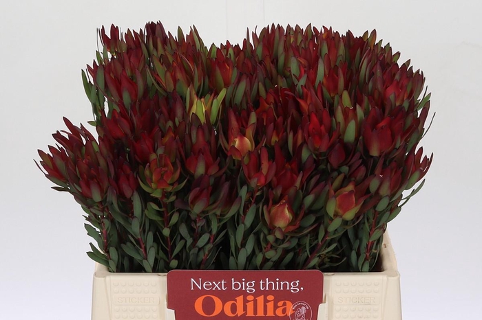 <h4>Leucadendron Blush</h4>
