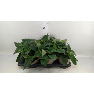 Tibouchina urvilleana 'Rich Blue'