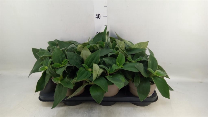 <h4>Tibouchina urvilleana 'Rich Blue'</h4>