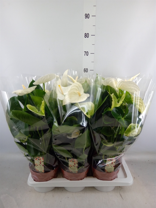 <h4>Anthurium andr. 'Alpine'</h4>