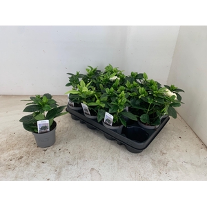 GARDENIA JASMINOIDES