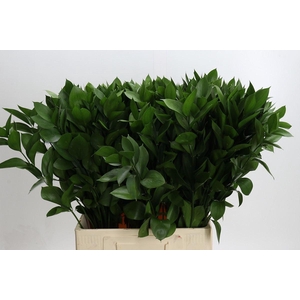 Ruscus aculeatus   ...groot blad