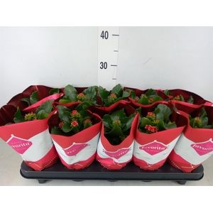 Kalanchoe blos. 'Specialty Fogo'