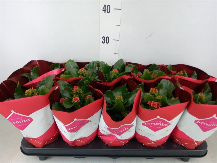 <h4>Kalanchoe blos. 'Specialty Fogo'</h4>