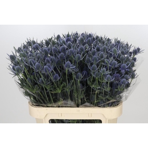 Eryngium Blue Dynamite