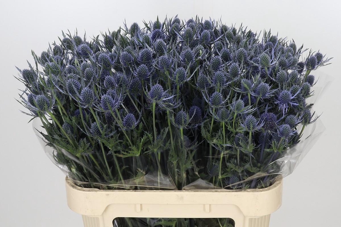 <h4>Eryngium Blue Dynamite</h4>