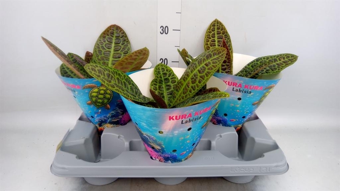 <h4>Labisia obtusifolia 'Kura Kura'</h4>