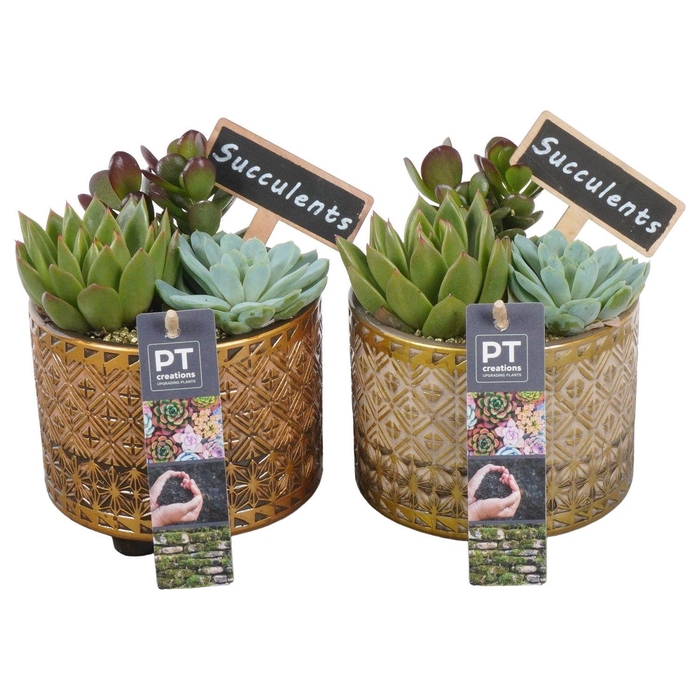 <h4>PTSU8480 Arrangement Succulenten in keramiek pot</h4>