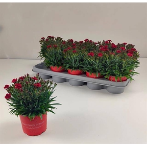 DIAN CA PEMAN RED