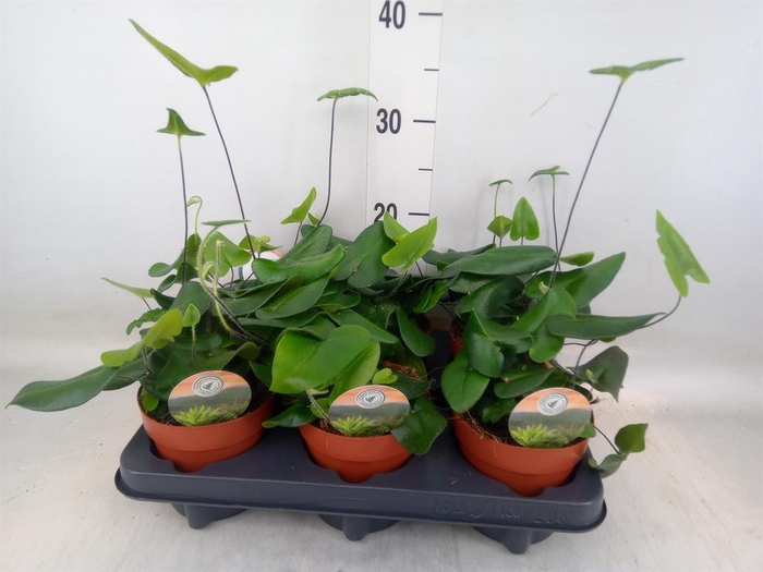 <h4>Hemionitis arifolia</h4>