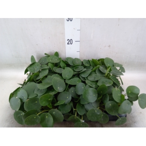 Pilea peperomoides