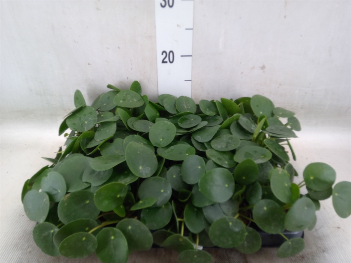 <h4>Pilea peperomoides</h4>