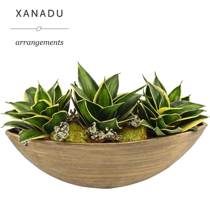 <h4>Xanadu Cleveland</h4>