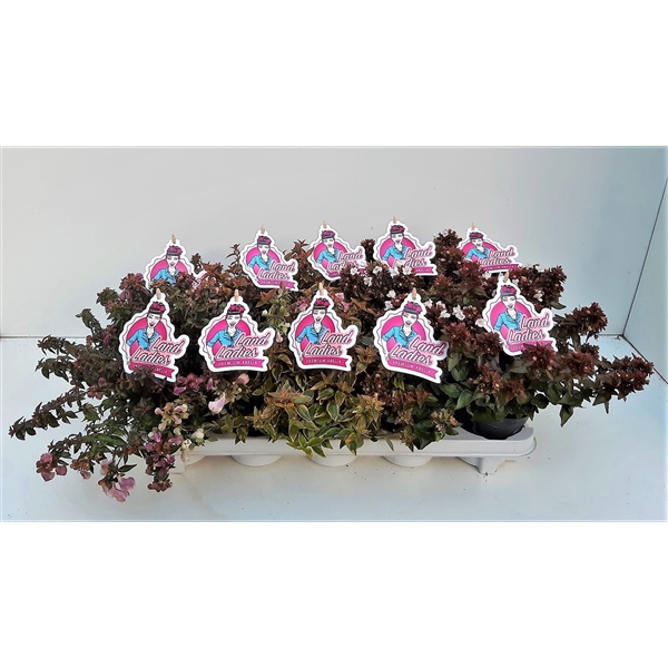 <h4>Abelia Mix in Tray 11T</h4>