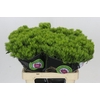Dianthus Br Kiwi Mellow