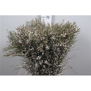 Genista White 400gr