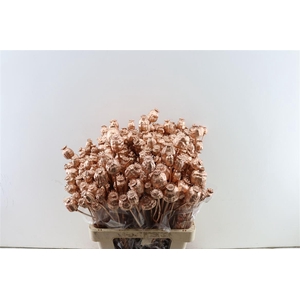 Dried Papaver Copper Bunch