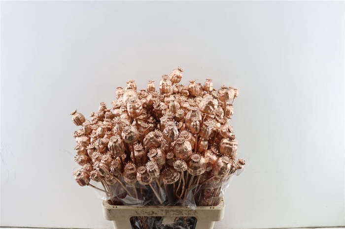 <h4>Dried Papaver Copper Bunch</h4>