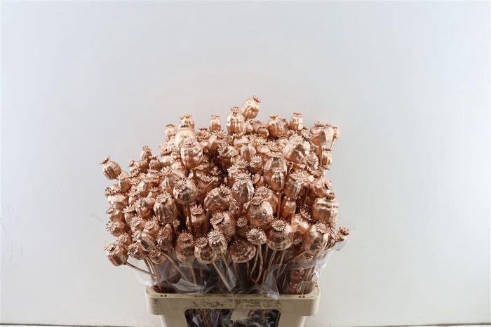 Dried Papaver Copper Bunch