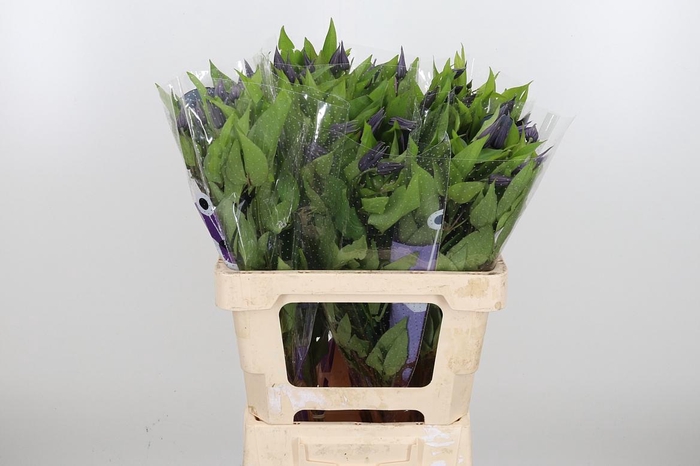 <h4>Clem Amazing Oslo</h4>