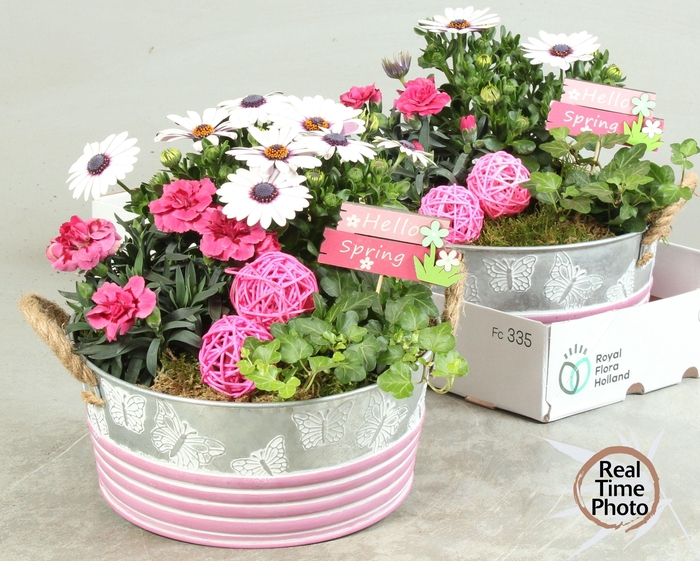 <h4>ARR TUINPLANTEN</h4>