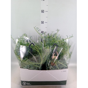 Senecio   ...