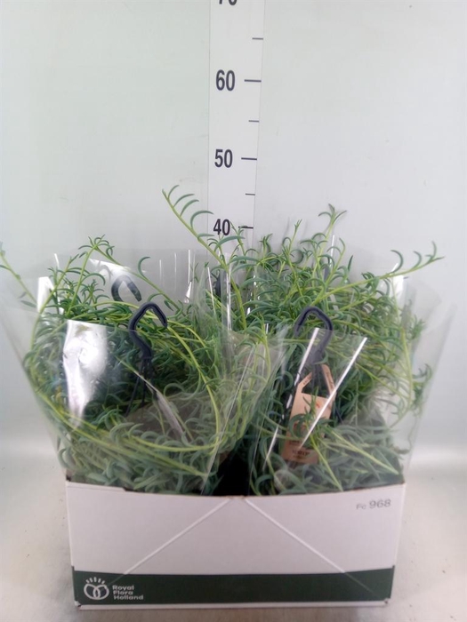 <h4>Senecio ...</h4>