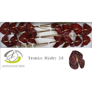 Anthurium andr. 'Tropic Night'