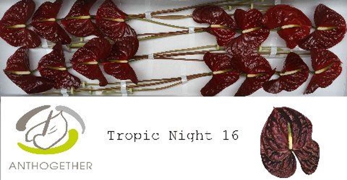 <h4>Anthurium andr. 'Tropic Night'</h4>