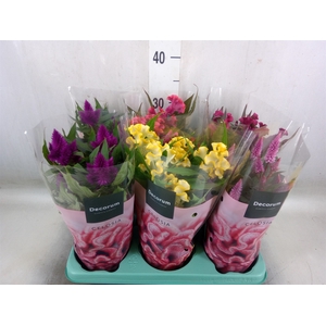 Celosia arg. SP 'Merida Pink'