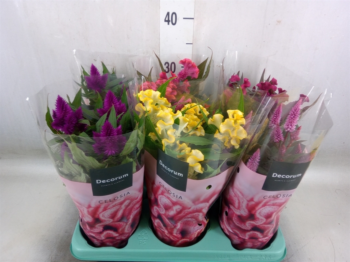 <h4>Celosia arg. SP 'Merida Pink'</h4>