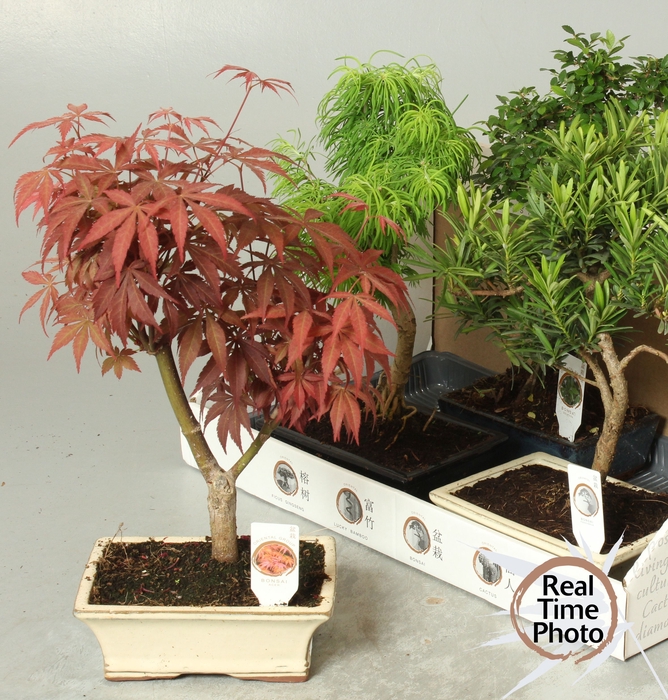 <h4>Bonsai Gem</h4>